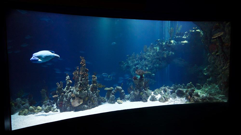 Glass-Bottom-Boat-Like-an-aquarium-in-sea