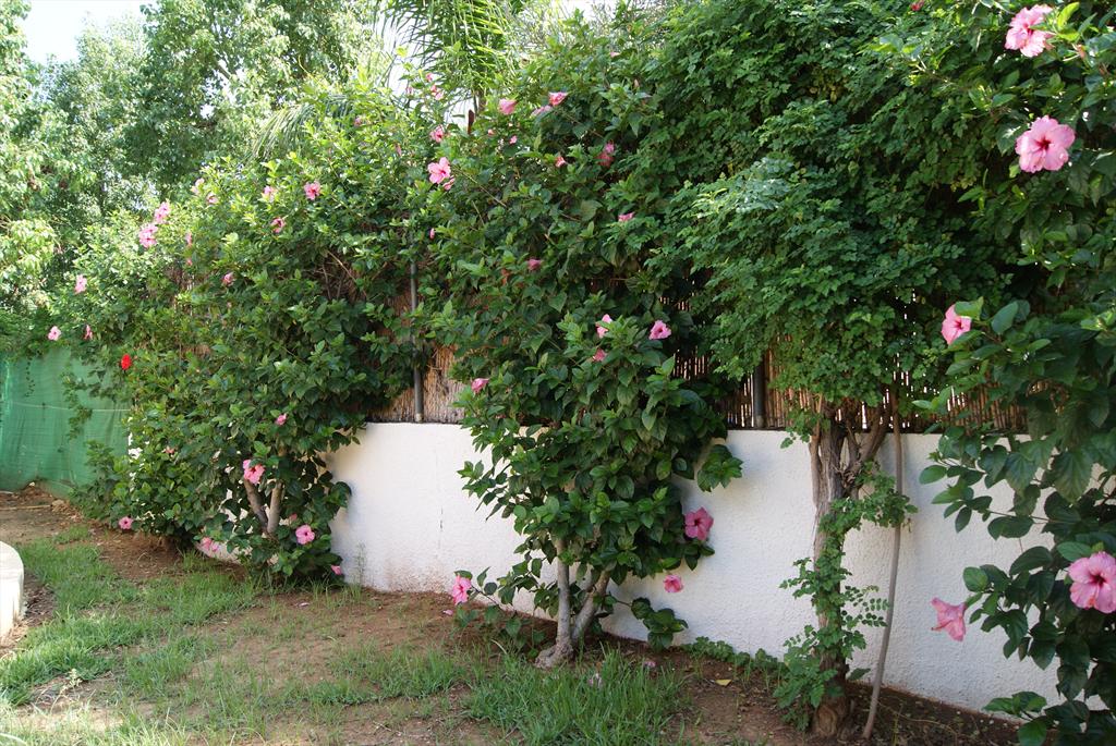 Ferienhaus Denia Costa Blanca Villa Spanien Amiweta